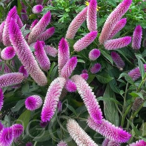 Celosia spicata!10db mag
