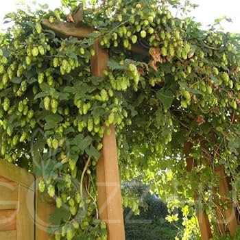 Humulus Lupulus 'Sör alapanyaga'!10db mag