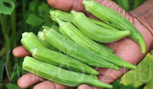 Okra (Abelmoschus esculentus)!6db mag