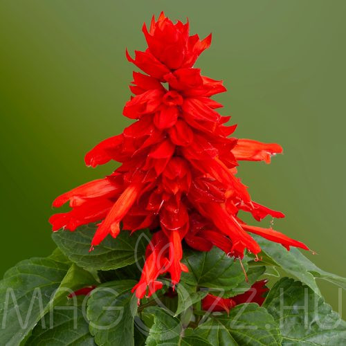 Paprikavirág (Salvia splendens)!10db mag