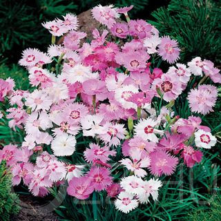 Tollas Szegfű 'Dianthus plumarius'!10db mag