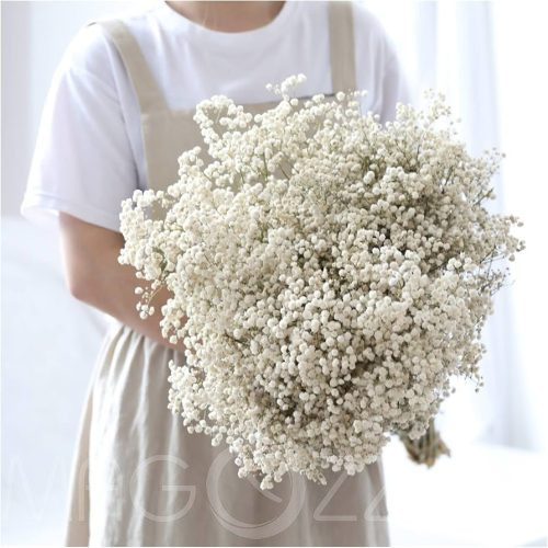 Fátyolvirág, rezgő (Gypsophila paniculata)!20db mag