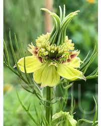 Katicavirág (Nigella orientalis)!10db mag