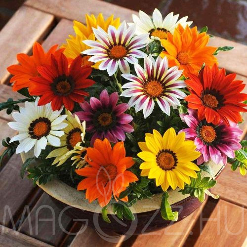Záporvirág (Gazania)!10db mag