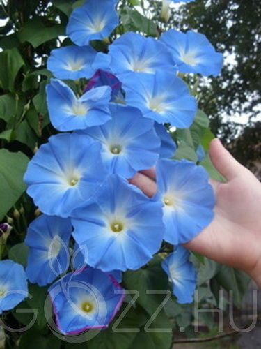 KÉK FUTÓ HAJNALKA (Ipomoea tricolor)!10DB MAG