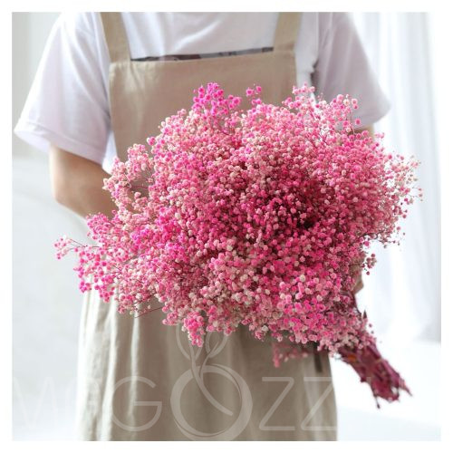 Fátyolvirág, rezgő 'Gypsophila paniculata 'Pink Festival'!15db mag