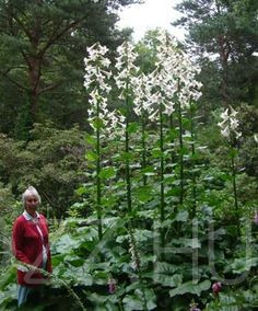 Óriás Liliom 'Giant Himalayan Lily' !3db mag