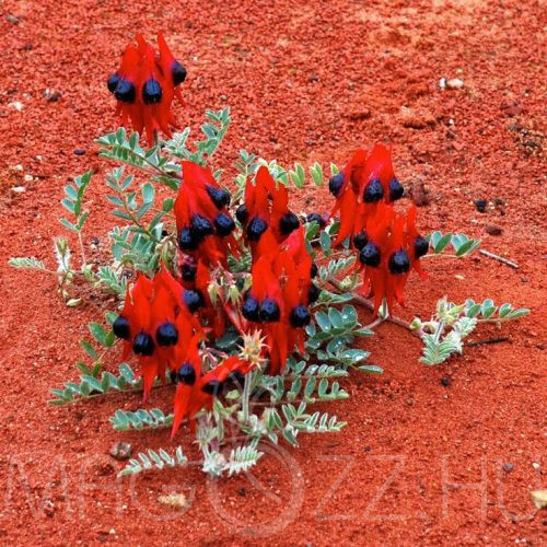 Sivatagi borsó (Swainsona formosa) Desert Pea ! 6db mag