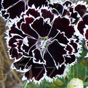 Kínai Szegfű (Dianthus chinensis)!4db mag