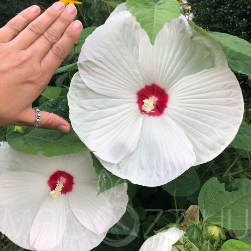Hibiscus (LUNA White) mocsári hibiscus!15db mag