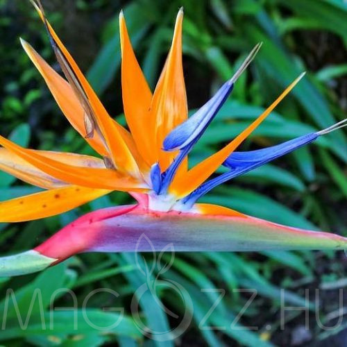 Papagájvirág/Birs of paradise (Strelitzia reginae)!3db mag
