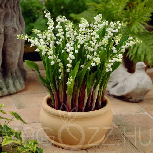 Gyöngyvirág (Convallaria majalis)!10db mag