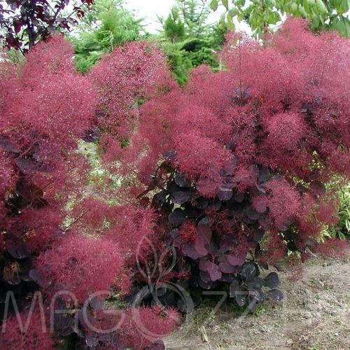 Bíbor cserszömörce COTINUS COGGYGRIA 'ROYAL PURPLE'!5db mag