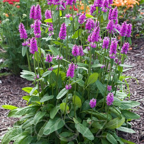 Tisztesfű (Stachys)!10db mag