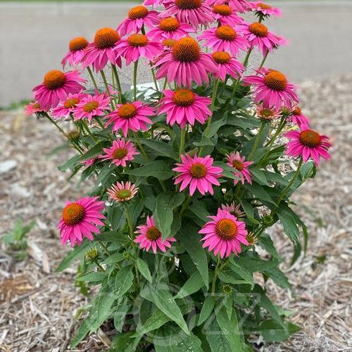 Bíbor Kasvirág (Echinacea purpurea)!20db mag