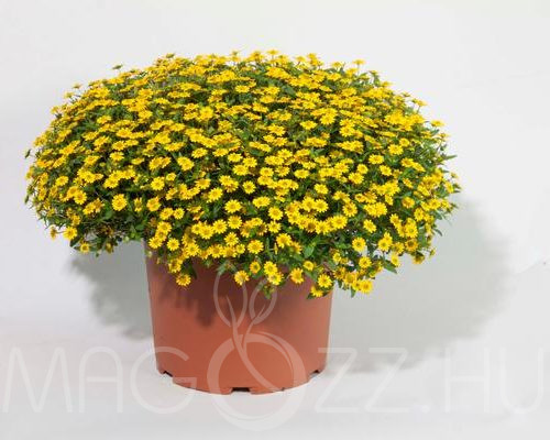 Heverő tömpevirág (Sanvitalia procumbens)!10db mag!