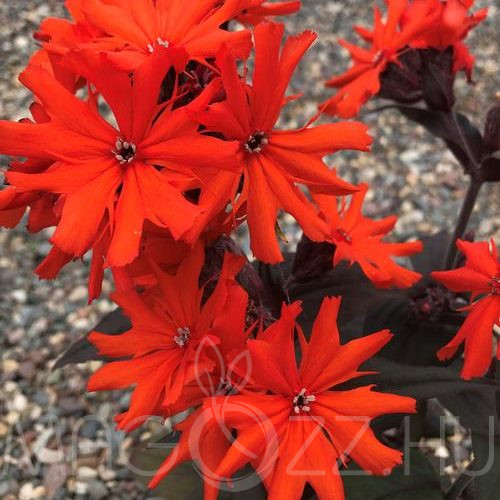 Égővörös kakukkszegfű ( Lychnis Arkwrightii )!10db mag
