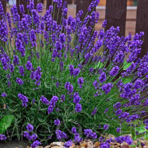 Francia Levendula (Lavandula angustifolia)!10db mag