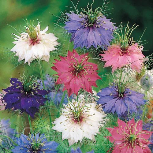 Borzaskata színkeverék  ( Nigella damascena)!25db mag