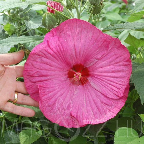 Hibiscus (LUNA ROSA) mocsári hibiscus!15db mag
