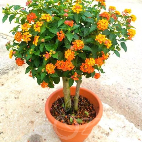 Sétányrózsa (LANTANA CAMARA )!5db mag!
