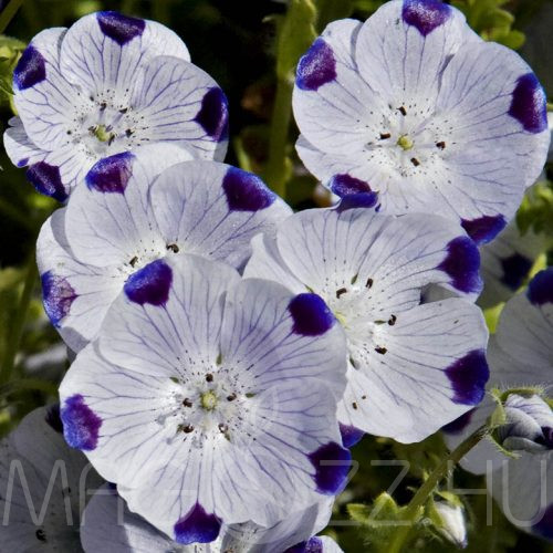 Ötpöttyös/baba kék szeme /Five Spot - Nemophila maculata/!10db mag