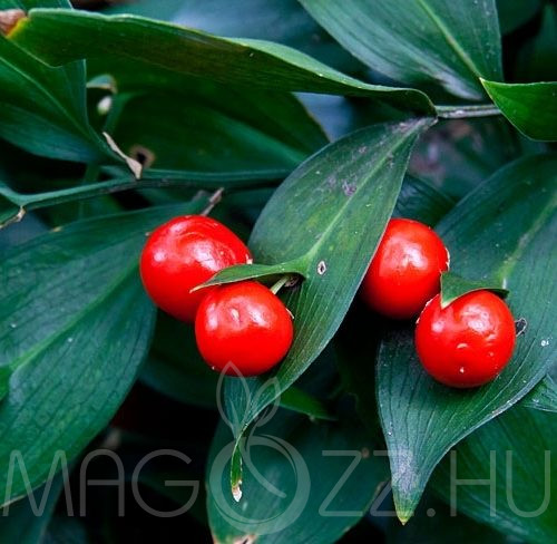 Lónyelvű csodabogyó (Ruscus hypoglossum)!2db mag