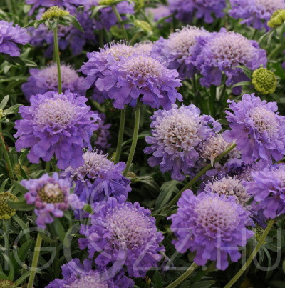 Galambszínű ördögszem Scabiosa columbaria 'Butterfly Blue'!5db mag