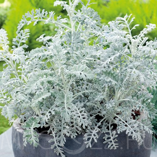 Hamvaska, Senecio cineraria!10db mag