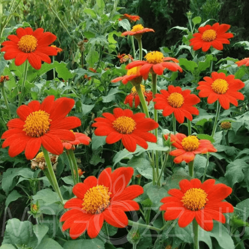Pompás Titónia (Tithonia rotundifolia)!10db mag