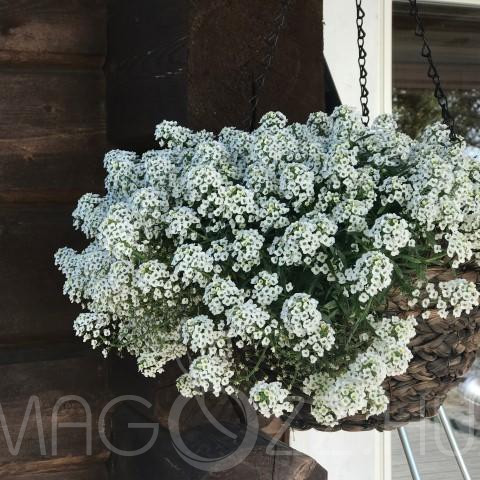 Fehér Ternye (Lobularia maritima)!10db mag