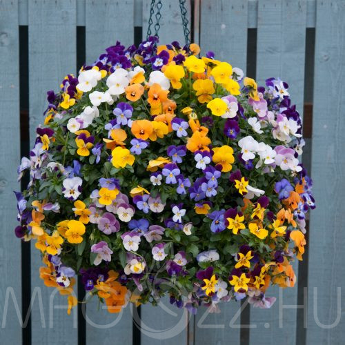  Szarvas Árvácska színkeverék (Viola Cornuta)!15db mag