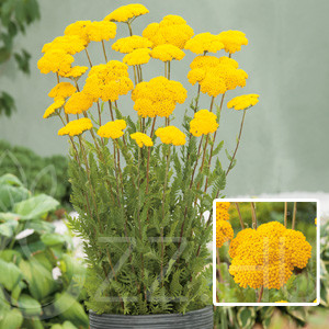 Sárga Jószagú Cickafark(Achillea filipendulina)Cloth of Gold !30db mag