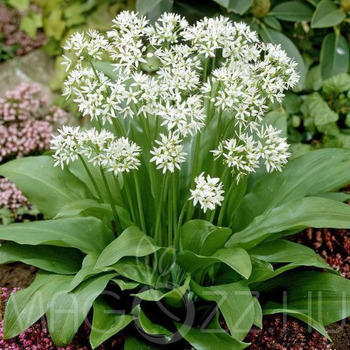 Medvehagyma (Allium ursinum)! 80db mag