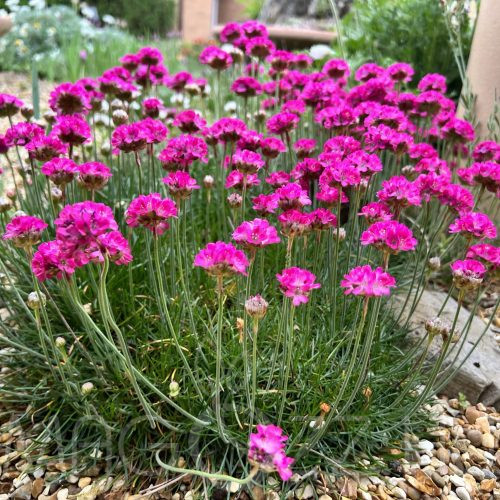 Pázsitszegfű (Armeria maritima)!10db mag