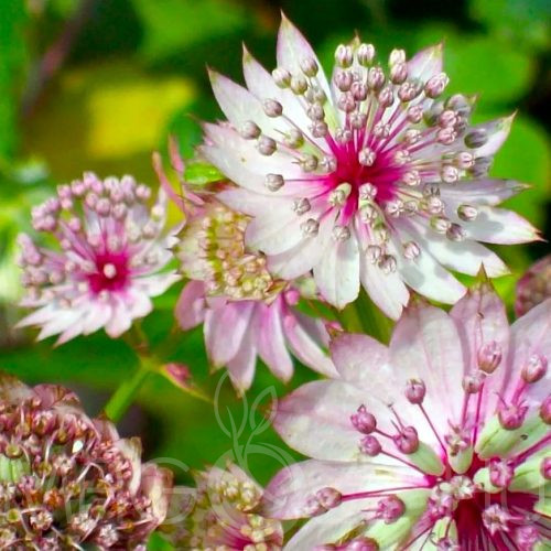 Völgycsillag (Astrantia major)! 5db mag