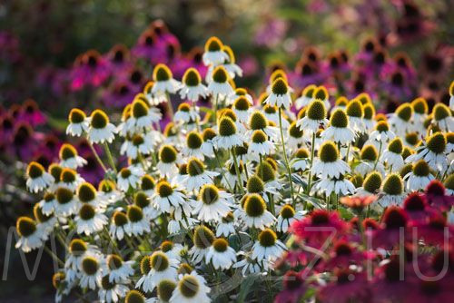 Fehér Kasvirág, Echinacea purpurea 'Alba'!10db mag