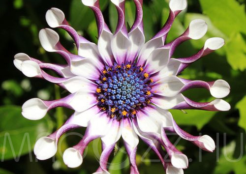 Cseppecske(Osteospermum ’Whirligig’ syn. ’Tauranga’)!4db mag