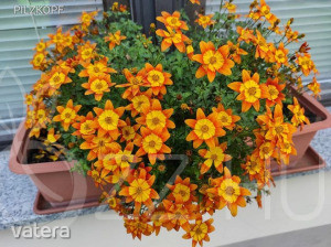 Balkon aranya /Bidens Campfire Funny Honey /!5db mag