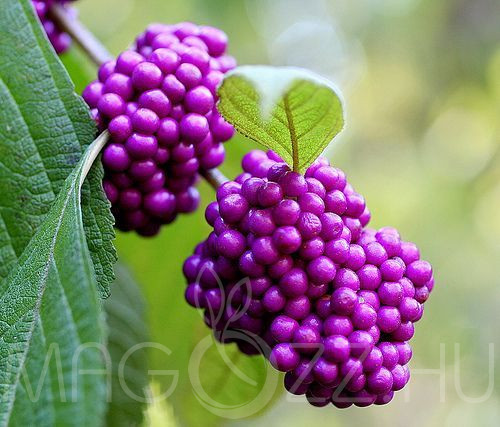 Kínai lilabogyó / Callicarpa bodinieri/!10db mag