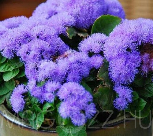 Bojtocska( Ageratum houstonianum)!50db mag
