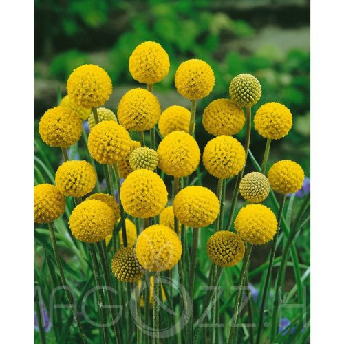 Golflabda (Craspedia globosa)!10db mag