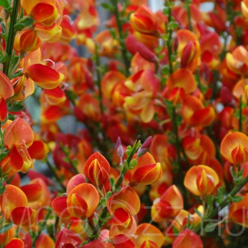 Korai zanót(Cytisus x praecox Allgold )!5db mag