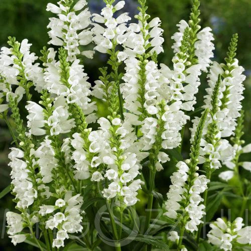 Fehér füzérajak ( Phisostegia virginiana)!20db mag