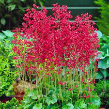 TŰZESŐ /HEUCHERA/!50db mag