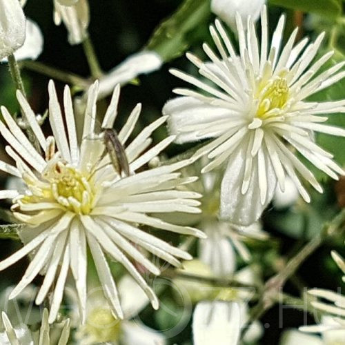 Clematis Vitalba!15db mag