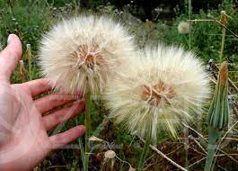 Nagy bakszakáll (Tragopogon dubius)!10db mag!