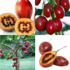 Tamarillo (Solanum betaceum) !4db mag