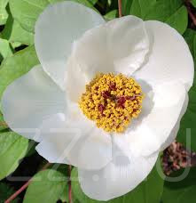 Erdei Bazsarózsa 'Paeonia japonica'!4db mag