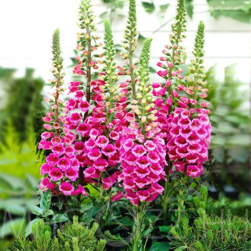 Pink Gyűszűvirág 'Camelot Rose'(Digitalis purpurea)!50db mag